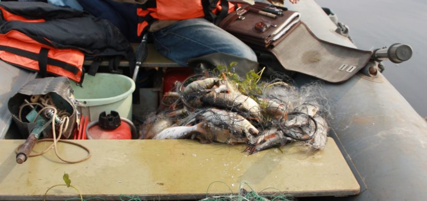 Учет рыбных запасов. Фото Комарова А.С.
