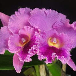 Музей Орхидей и Ботанический Сад предлагают школьникам принять участие в конкурсе и вырастить цветущую орхидею.