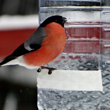 Приглашаем принять участие в областном конкурсе «Покормите птиц зимой!».
