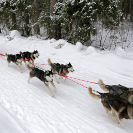 Федор Конюхов поделился своим опытом со спортсменами гонок на собачьих упряжках “Русский Север-2020” в Тотьме.