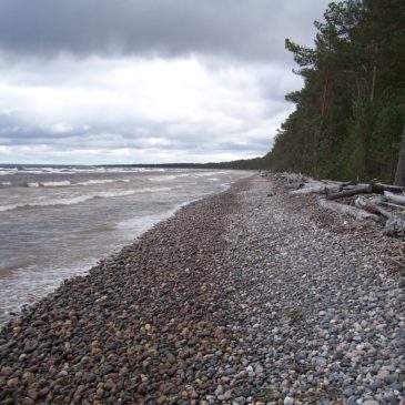 Дендрохронологи РГО побывали на Онежском озере с целью поиска артефактов, связанных с вытегорской ладьей.