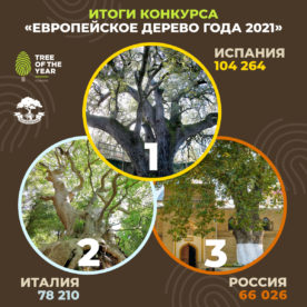 21 марта – Международный день лесов, в конкурсе “Европейское дерево 2021” Россия стала третьей
