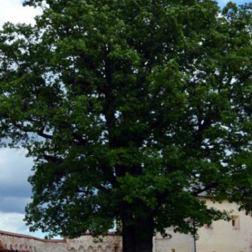 Голосуйте за дуб из Кириллова в конкурсе “Российское дерево года-2021”