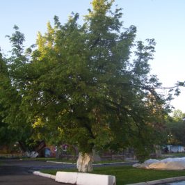 Еще одно вологодское дерево внесено в национальный реестр старовозрастных деревьев России