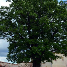 Голосование за главное дерево страны проходит с 1 мая по 1 августа
