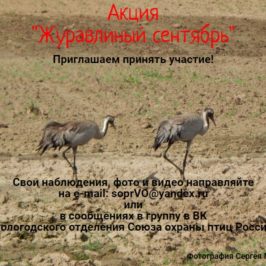 Акция “Журавлиный сентябрь” будет проходить на Вологодчине в течение месяца