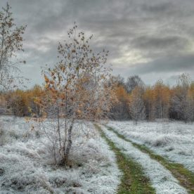 В среднем за 81 год наблюдений первый снег в Вологде приходится на 9 октября, в этом году гораздо позднее