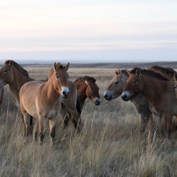 Оренбургский заповедник принимает заявки на участие в проекте по сохранению лошади Пржевальского