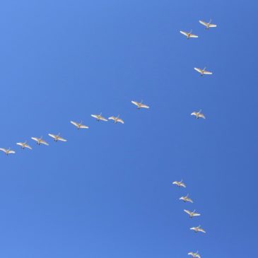 Вологодские фенологи приглашают на бесплатную экскурсию по учету перелетных птиц