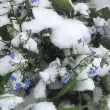 Фенолог Светлана Ерегина о майских снегопадах: явление уникальное или нет?