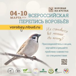 Участвуйте во Всероссийской переписи воробьев! Их численность стремительно сокращается!