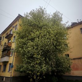 Присоединяйтесь к Единому фенологическому дню 15 мая