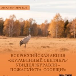 Данные наблюдений в рамках акции «Журавлиный сентябрь» поступили из 14 округов Вологодчины