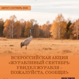 Данные наблюдений в рамках акции «Журавлиный сентябрь» поступили из 14 округов Вологодчины