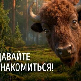 Проект «Сохраним Вологодского зубра» призван перевести работу с популяцией на новый уровень
